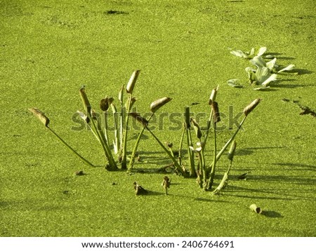 A nature photo of a swamp in the Circle B Bar Reserve near Winter Haven, Florida. It shows the plants and aquatic life that exist in a swampy environment. 
