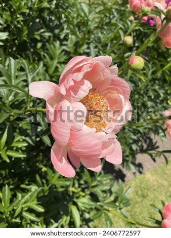 Peony blossom in the sun