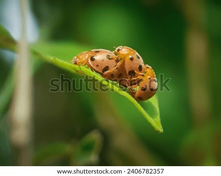 Ladybugs are making love on leaves, three ladybugs are making love on green leaves. Beautiful black dotted orange ladybugs are making love on a blurred background.