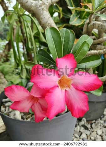 an image of red adenium flower