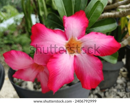 an image of red adenium flower