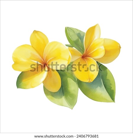 Yellow plumeria flower set. Frangipani. Watercolor botanical illustration. Isolated on a white background. For the design of packaging for cosmet