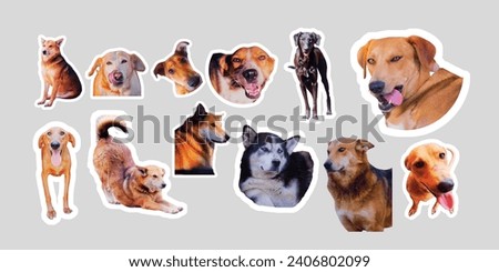 Cute dogs jumping, playing, flying. Cute doggies or pets are looking happy isolated on colorful or gradient background. Dogs collage sticker