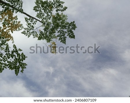 gray sky framed by green tree branches