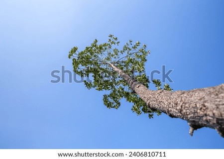 Mangrove trees with a sky background.