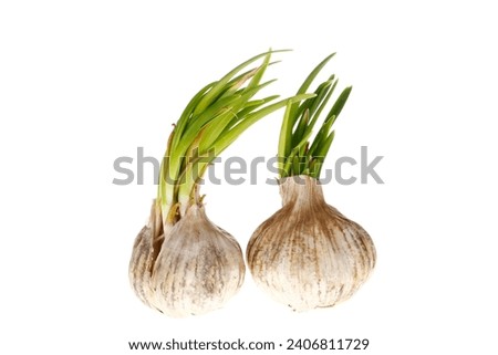 Germination of garlic cut in on a white background, close-up pictures