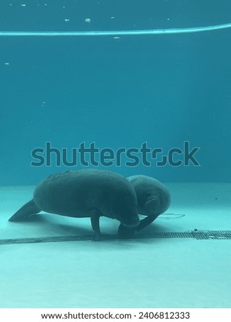 Giant Dugong, West Indian manatees swimming