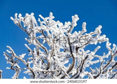 The trees are covered with a white layer and the sky is blue. Fairy tale landscape.
