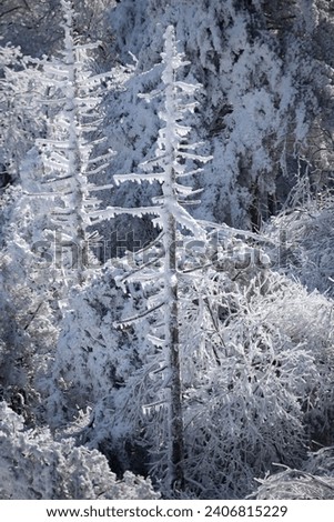 Elevated perspective of a large forest and deciduous trees that are covered in a thick layer of snow and ice.