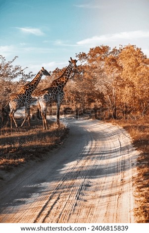 Safari Game Drive. Big Five Animals. Two Gorgeous Tall Giraffes in natural Habitat. Wildlife Photography. South Africa.
