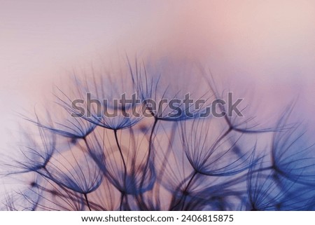 Abstract Natural Background. Beautiful Fluffy Dandelion Flowers. Beauty and Freshness of Spring Nature. Wild Taraxacum.