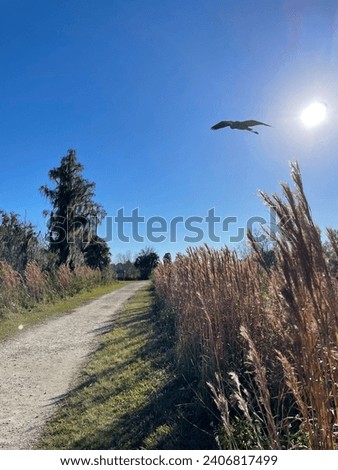 A hike in trail bird flying and the sun image landscape view