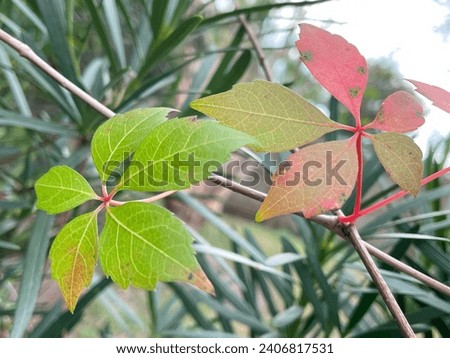 simple leaf photo image wallpaper 