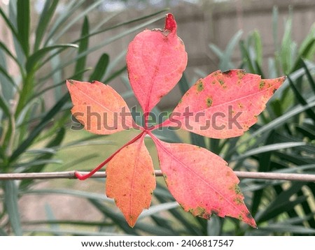 Red lead with five leafy vine image photo wallpaper