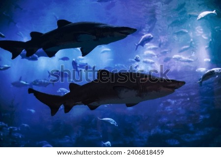Two Big Predatory Fishes. Great White Shark among Many Little Fishes. School of Fish. Beauty of a Wildlife. Underwater Life.