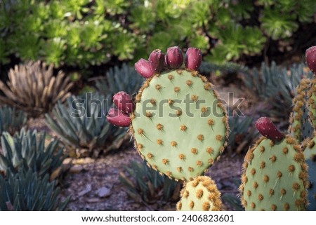 Opuntia aciculata. Flowering spikey cactus in a garden full of other succulents. Green disc shaped body with brown spikes and red flowers. Aka Chenille pricklypear and old man's whiskers Royalty-Free Stock Photo #2406823601