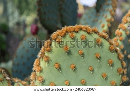 Opuntia aciculata. Spikey cactus in a garden full of other succulents. Very shallow focus on just the foreground.  Aka Chenille prickly pear, old man's whiskers, cowboy's red whiskers. Royalty-Free Stock Photo #2406823989