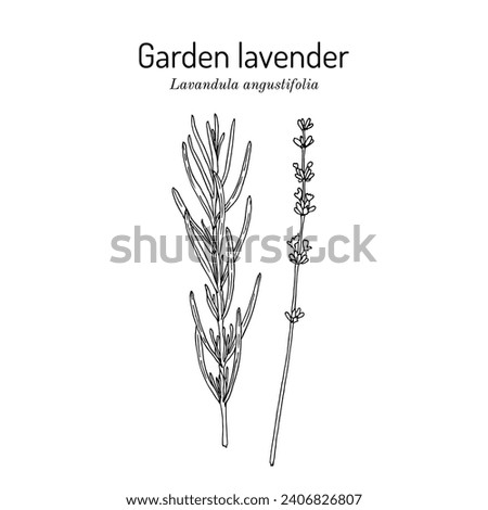 Garden lavender (Lavandula angustifolia), medicinal and ornamental plant. Hand drawn botanical vector illustration Royalty-Free Stock Photo #2406826807