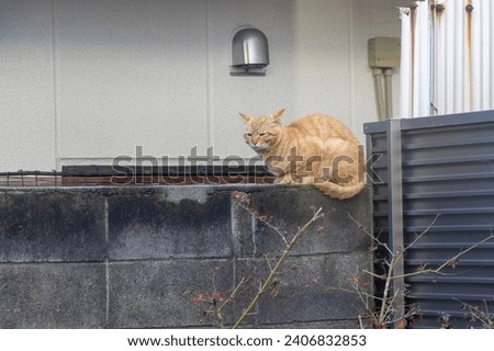 A stray cat sitting on a concrete wall Royalty-Free Stock Photo #2406832853