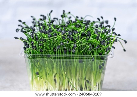 Microgreens in pot - Garlic chives - healthy superfood Royalty-Free Stock Photo #2406848189