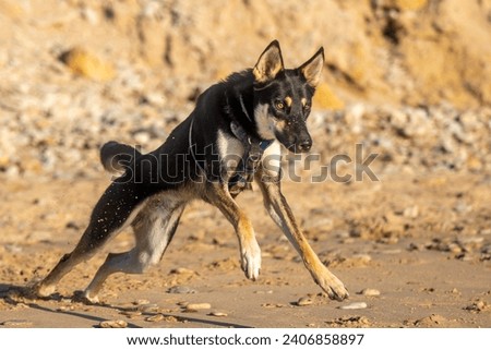 This is a picture of a dog. the breed is a mix of a siberian husky and a belgian shepherd (malinois). the dog is a male.