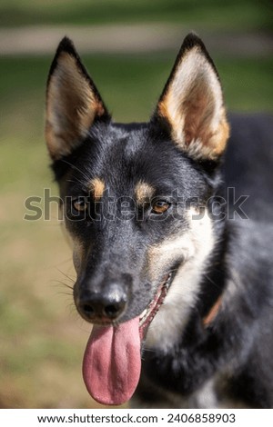 This is a picture of a dog. the breed is a mix of a siberian husky and a belgian shepherd (malinois). the dog is a male.