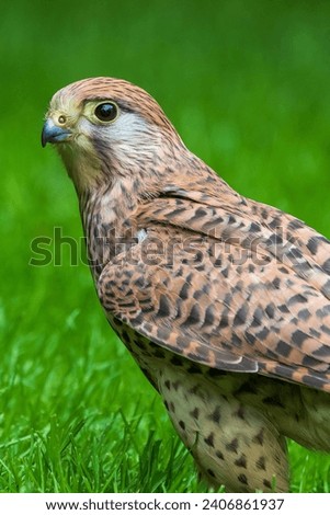 The common kestrel (Falco tinnunculus)  perched on grass