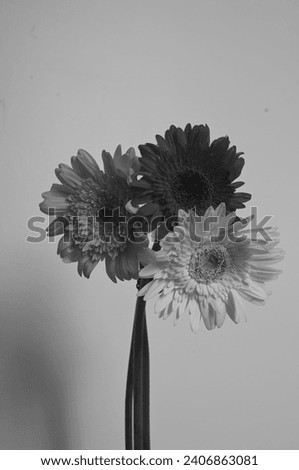 Monochrome Elegance: Gerbera's beauty revealed in closeup, a timeless symphony in black and white
