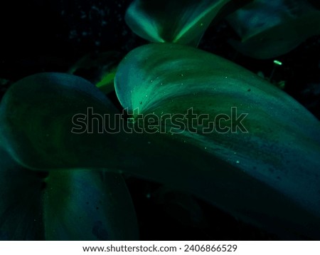 East Kalimantan, December 31, 2023. Leaves of hyacinth plants Which is isolated by the dark 