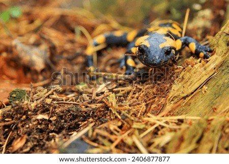 Salamander, Lizard amphibian beutiful images