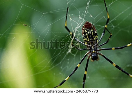 Detail of a Joro Spider
