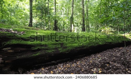 A Very large old tree had fallen in the forest, covered in moss Royalty-Free Stock Photo #2406880685