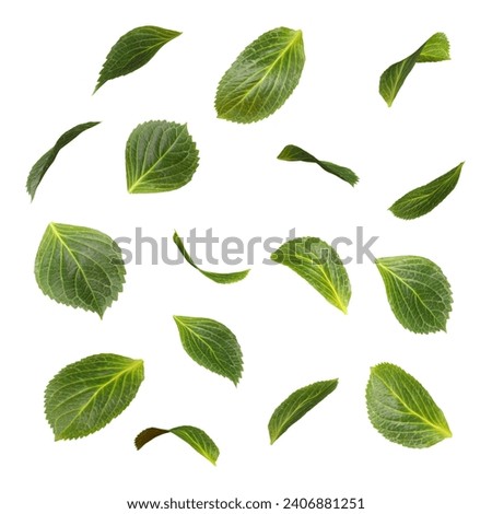 Cut out green leaves motion falling movement on white backgrounds 3d rendering
