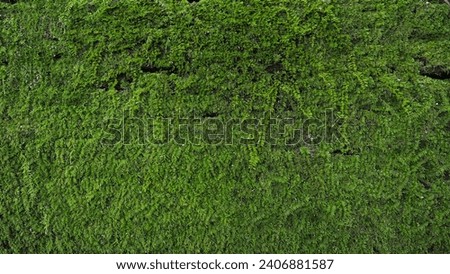 Green moss growing on old trees Royalty-Free Stock Photo #2406881587