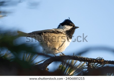 A coal tit songbird on a pine branch in the sun, beautiful high definition and detail