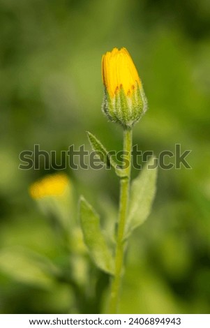 Detail of a calendula arvensis, is a species of flowering plant in the daisy family known by the common name field marigold. Selective Focus Royalty-Free Stock Photo #2406894943
