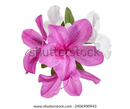 Azaleas flowers with leaves, Pink flowers isolated on white background with clipping path                                      