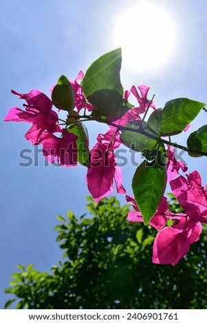 Bougainvillea in full bloom during the summer , shallow depth of field. 