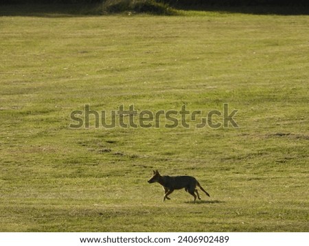 Solitary fox captured in its natural habitat, traversing a vast, sunlit meadow. This high-resolution image portrays the essence of wildlife.