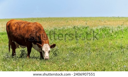 Brown and White female Hereford cow in a pasture Royalty-Free Stock Photo #2406907551