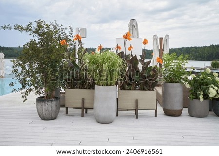Beautiful outdoor flowers in large planter pots on the patio