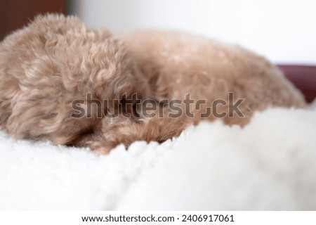 Shallow focus of a poodle dog seen asleep in her fluffy bed.