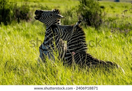 Zebras mock fighting in Rietvlei Nature Reserve, Gauteng, South Africa.