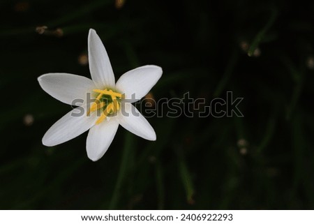 dark field picture of white flower in the garden 