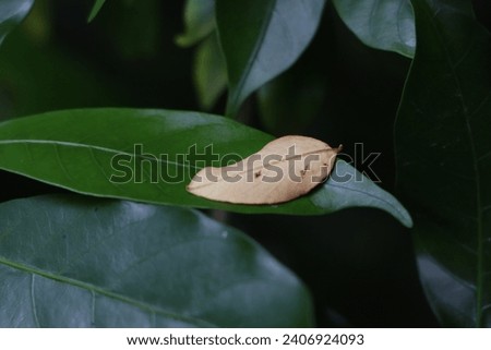 This picture is of dry and green leaves, making a beautiful composition 