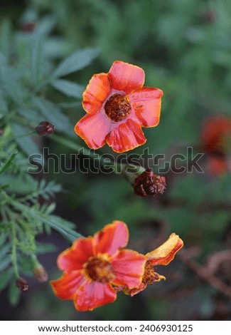 Photo Tagetes Patula grown in fertile soil in village garden. lush fresh natural green leaves, shiny light red orange flowers wet from in rainy day. pastel background. Tagetes erecta, from Asteraceae