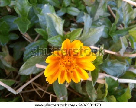 This is a beautiful yellow colour flower. This flower is looks like a sunflower. 