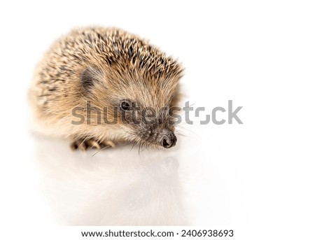 Western European brown-breasted hedgehog (Westeuropäischer Braunbrustigel) on a mirrored surface with a white background. Royalty-Free Stock Photo #2406938693