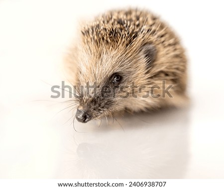 Western European brown-breasted hedgehog (Westeuropäischer Braunbrustigel) on a mirrored surface with a white background. Royalty-Free Stock Photo #2406938707