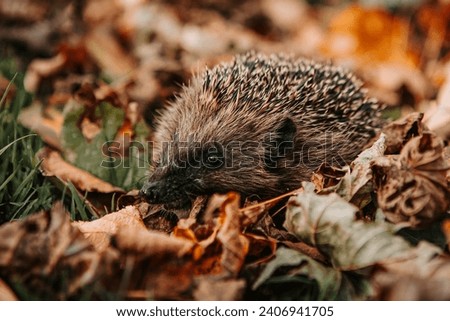 Western European brown-breasted hedgehog (Westeuropäischer Braunbrustigel) in autumn leaves Royalty-Free Stock Photo #2406941705